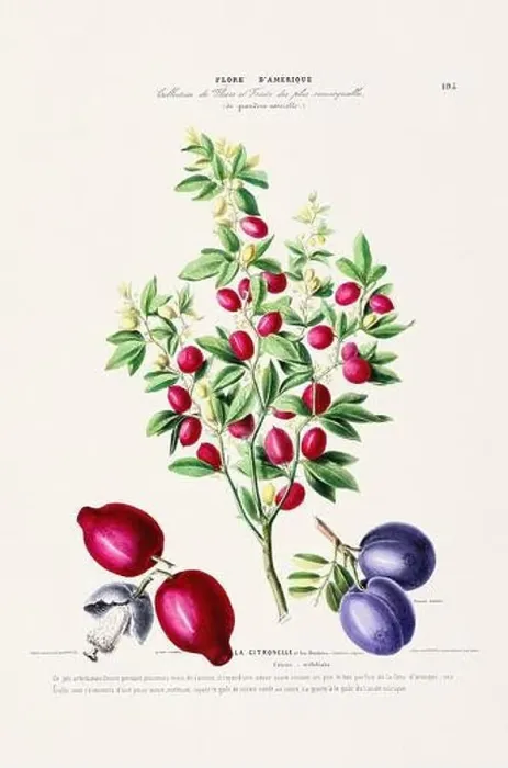 Framed Print : Antique Botanical Illustration Framed Print : Antique Botanical Illustration