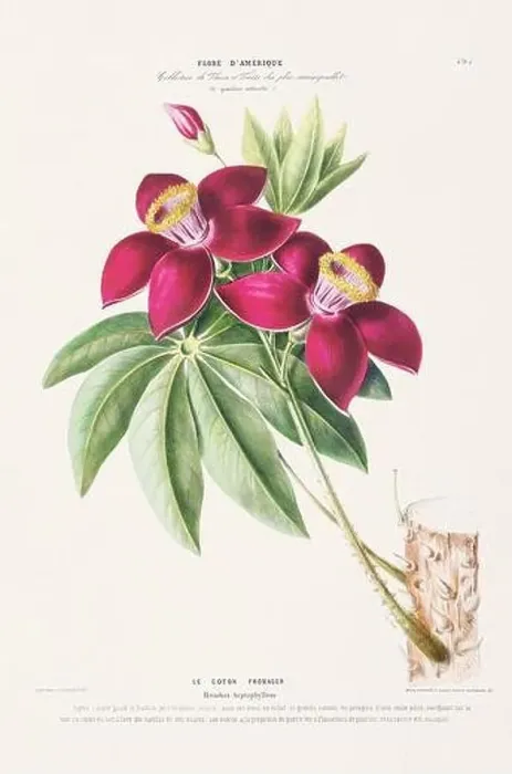 Framed Print : Antique Botanical Illustration Framed Print : Antique Botanical Illustration