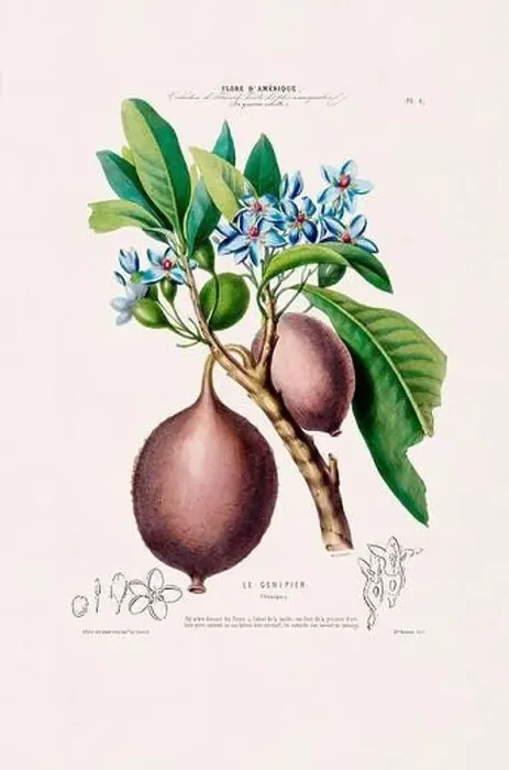 Framed Print : Antique Botanical Illustration Framed Print : Antique Botanical Illustration