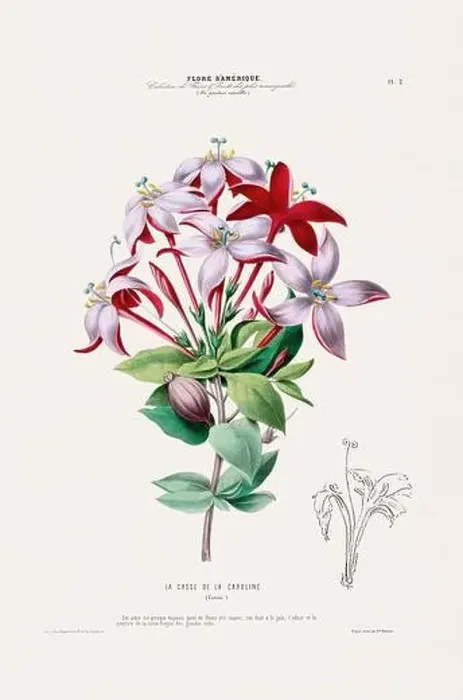 Framed Print : Antique Botanical Illustration Framed Print : Antique Botanical Illustration