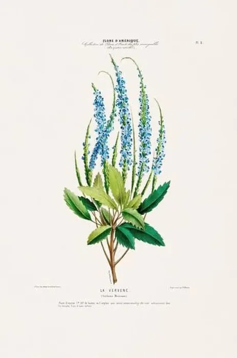 Framed Print : Antique Botanical Illustration Framed Print : Antique Botanical Illustration