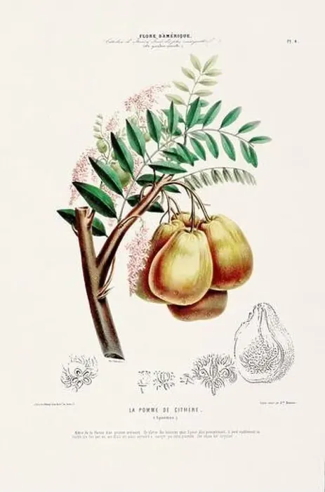 Framed Print : Antique Botanical Illustration Framed Print : Antique Botanical Illustration