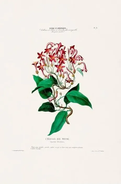 Framed Print : Antique Botanical Illustration Framed Print : Antique Botanical Illustration