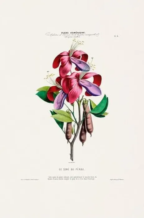 Framed Print : Antique Botanical Illustration Framed Print : Antique Botanical Illustration