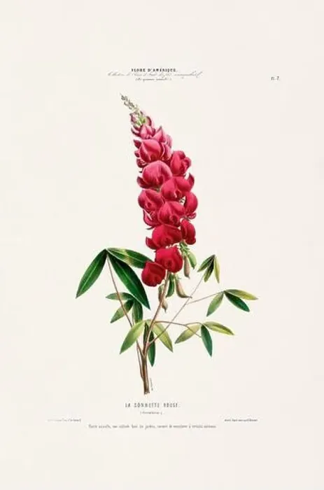 Framed Print : Antique Botanical Illustration Framed Print : Antique Botanical Illustration