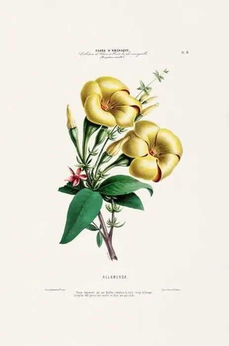 Framed Print : Antique Botanical Illustration Framed Print : Antique Botanical Illustration