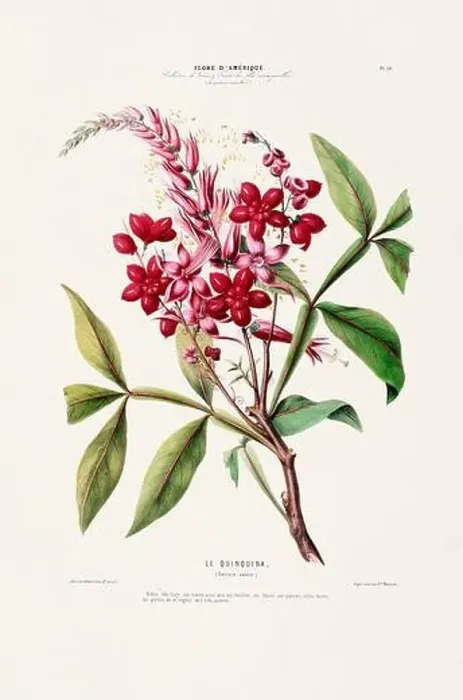 Framed Print : Antique Botanical Illustration Framed Print : Antique Botanical Illustration