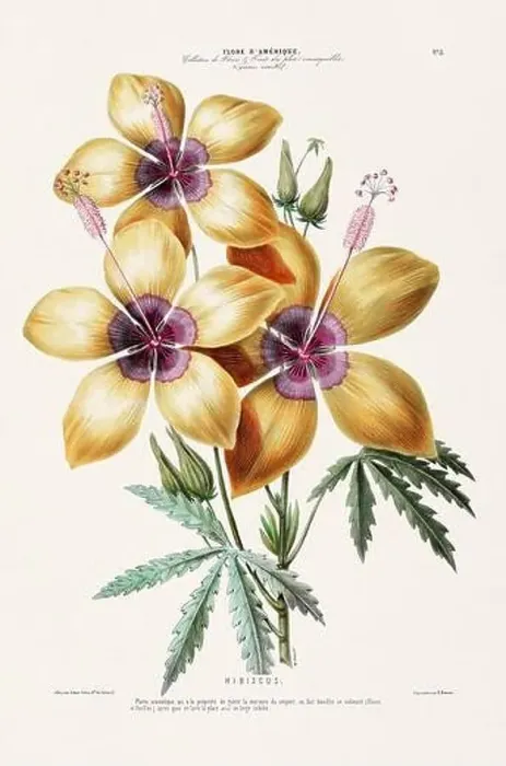 Framed Print : Antique Botanical Illustration Framed Print : Antique Botanical Illustration
