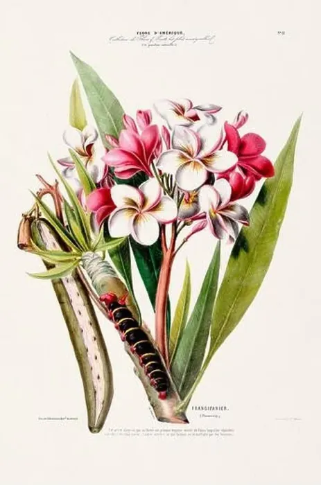 Framed Print : Antique Botanical Illustration Framed Print : Antique Botanical Illustration