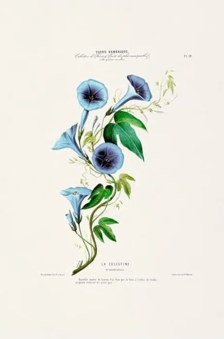 Framed Print : Antique Botanical Illustration Framed Print : Antique Botanical Illustration