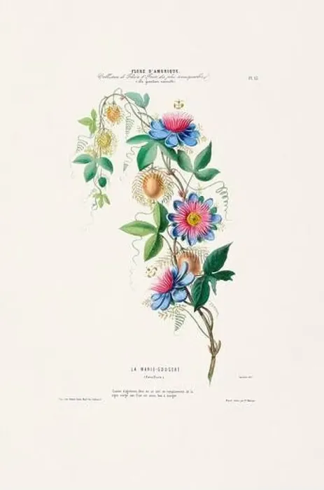 Framed Print : Antique Botanical Illustration Framed Print : Antique Botanical Illustration
