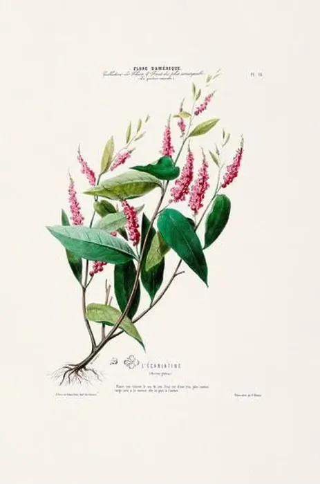 Framed Print : Antique Botanical Illustration Framed Print : Antique Botanical Illustration