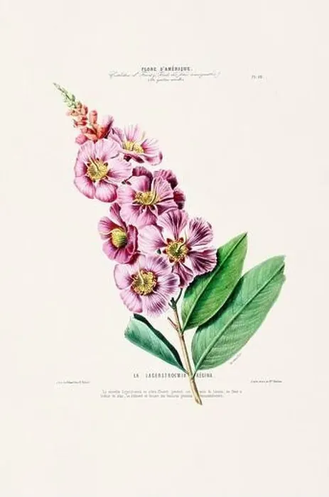 Framed Print : Antique Botanical Illustration Framed Print : Antique Botanical Illustration