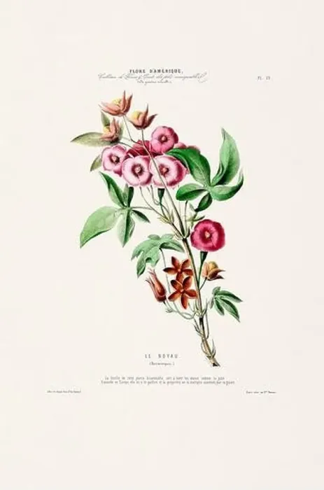 Framed Print : Antique Botanical Illustration Framed Print : Antique Botanical Illustration