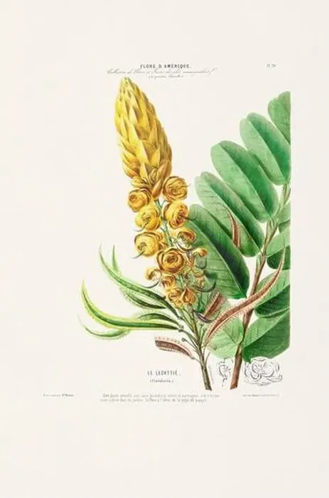 Framed Print : Antique Botanical Illustration Framed Print : Antique Botanical Illustration