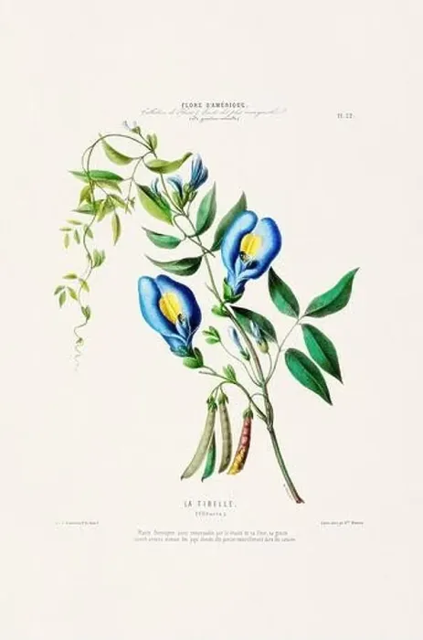 Framed Print : Antique Botanical Illustration Framed Print : Antique Botanical Illustration