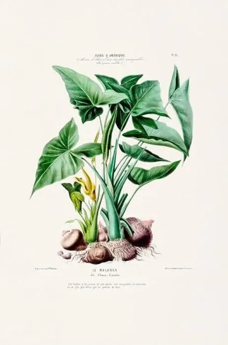 Framed Print : Antique Botanical Illustration Framed Print : Antique Botanical Illustration