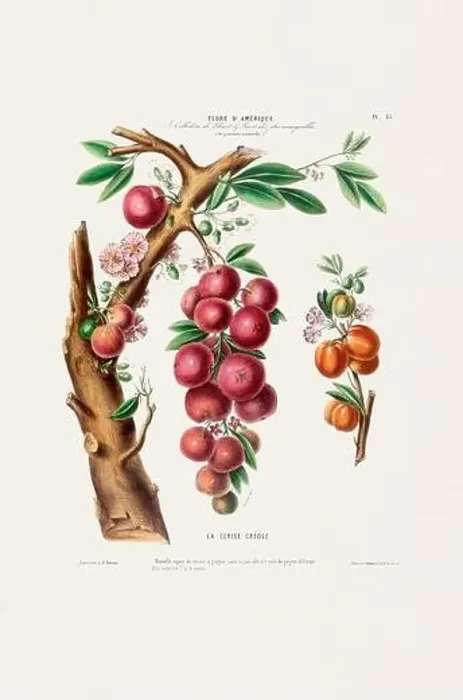 Framed Print : Antique Botanical Illustration Framed Print : Antique Botanical Illustration