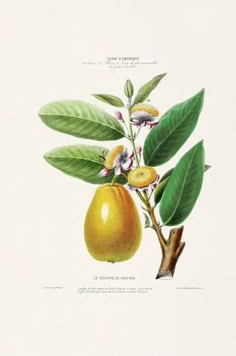 Framed Print : Antique Botanical Illustration Framed Print : Antique Botanical Illustration
