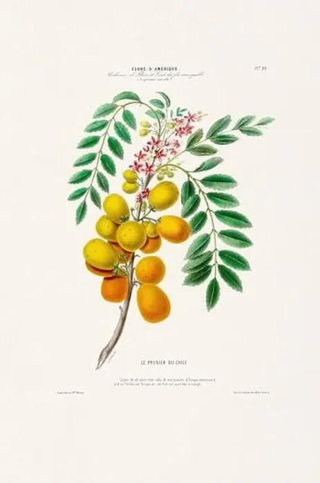 Framed Print : Antique Botanical Illustration Framed Print : Antique Botanical Illustration