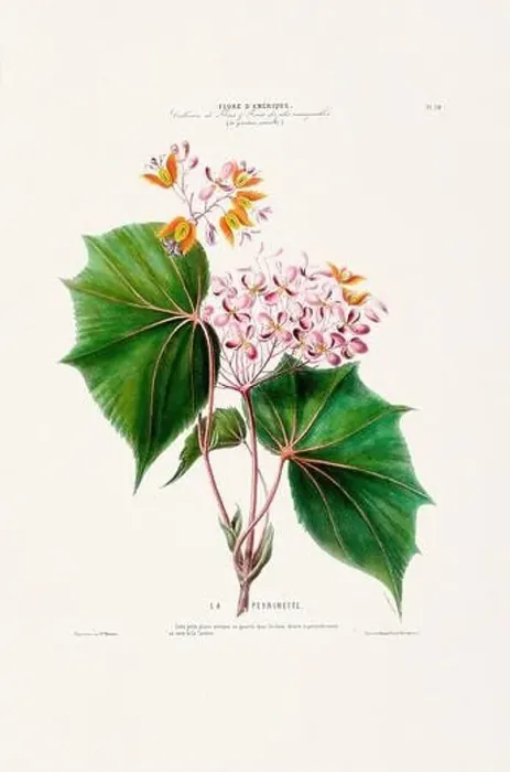 Framed Print : Antique Botanical Illustration Framed Print : Antique Botanical Illustration