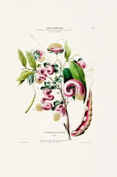 Framed Print : Antique Botanical Illustration Framed Print : Antique Botanical Illustration