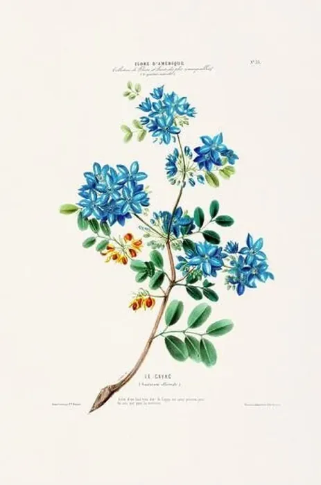 Framed Print : Antique Botanical Illustration Framed Print : Antique Botanical Illustration