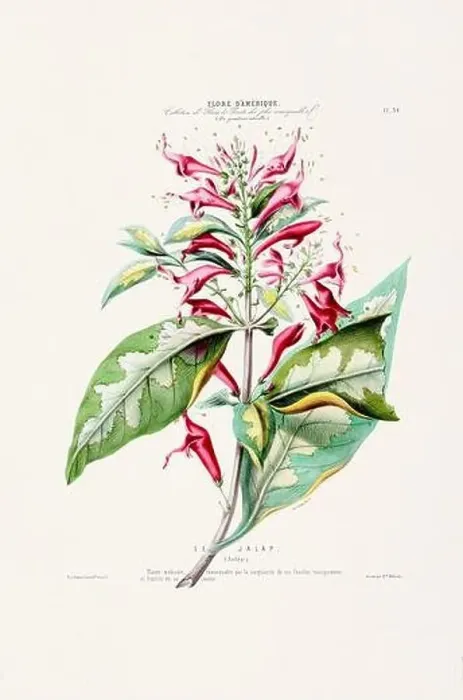 Framed Print : Antique Botanical Illustration Framed Print : Antique Botanical Illustration