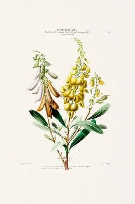 Framed Print : Antique Botanical Illustration
