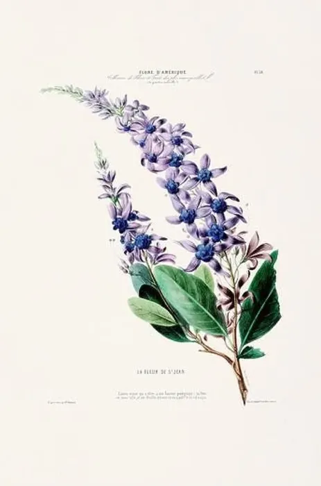 Framed Print : Antique Botanical Illustration Framed Print : Antique Botanical Illustration