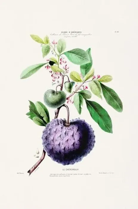 Framed Print : Antique Botanical Illustration Framed Print : Antique Botanical Illustration