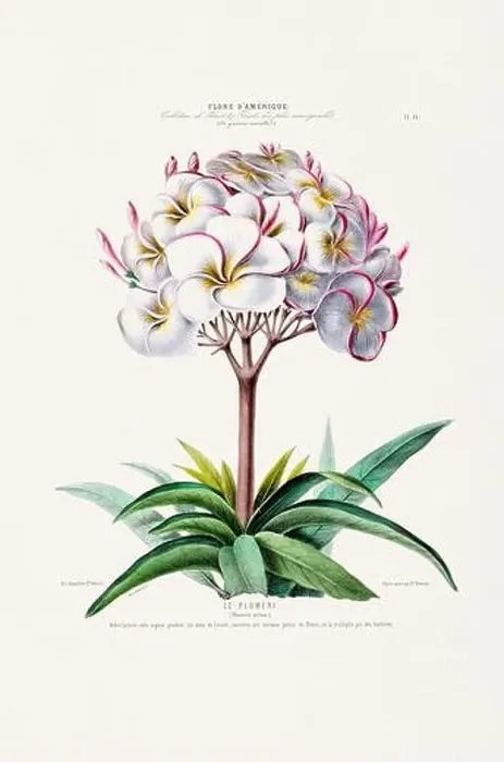 Framed Print : Antique Botanical Illustration Framed Print : Antique Botanical Illustration