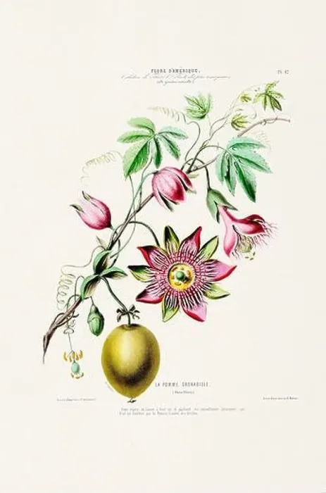 Framed Print : Antique Botanical Illustration