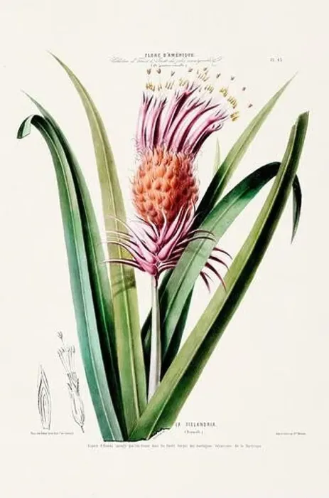 Framed Print : Antique Botanical Illustration Framed Print : Antique Botanical Illustration