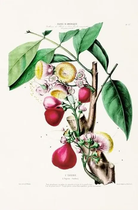 Framed Print : Antique Botanical Illustration Framed Print : Antique Botanical Illustration
