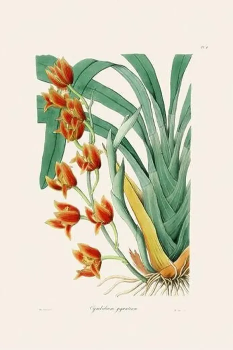 Framed Print : Antique botanical illustration of a blooming orchid plant from a 19th-century book. Circa 1830 Framed Print : Antique botanical illustration of a blooming orchid plant from a 19th-century book. Circa 1830
