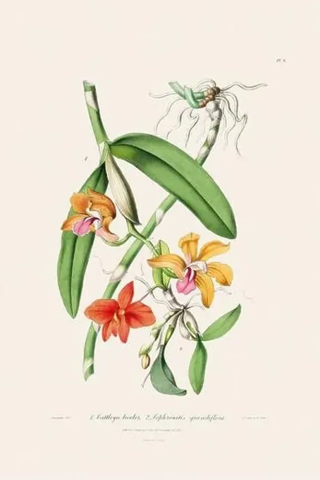 Framed Print : Antique botanical illustration of a blooming orchid plant from a 19th-century book. Circa 1830 Framed Print : Antique botanical illustration of a blooming orchid plant from a 19th-century book. Circa 1830