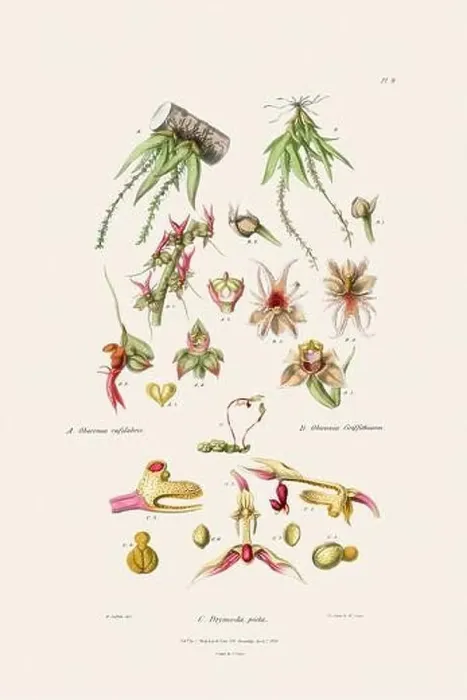 Framed Print : Antique botanical illustration of a blooming orchid plant from a 19th-century book. Circa 1830
