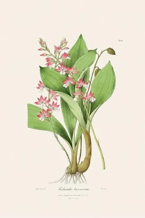 Framed Print : Antique botanical illustration of a blooming orchid plant from a 19th-century book. Circa 1830 Framed Print : Antique botanical illustration of a blooming orchid plant from a 19th-century book. Circa 1830