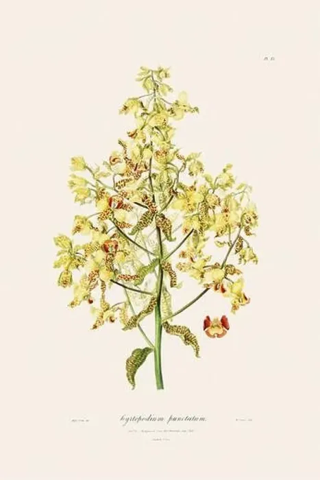 Framed Print : Antique botanical illustration of a blooming orchid plant from a 19th-century book. Circa 1830 Framed Print : Antique botanical illustration of a blooming orchid plant from a 19th-century book. Circa 1830