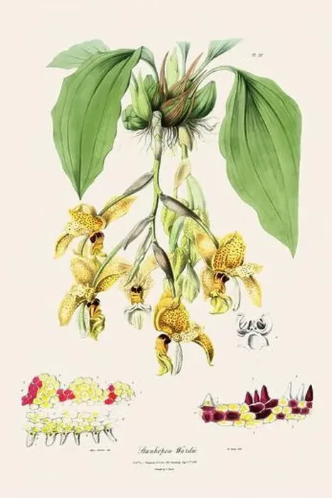 Framed Print : Antique botanical illustration of a blooming orchid plant from a 19th-century book. Circa 1830 Framed Print : Antique botanical illustration of a blooming orchid plant from a 19th-century book. Circa 1830