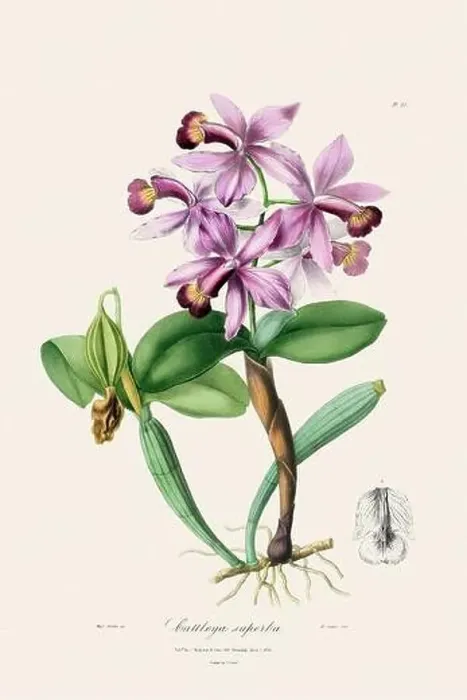 Framed Print : Antique botanical illustration of a blooming orchid plant from a 19th-century book. Circa 1830 Framed Print : Antique botanical illustration of a blooming orchid plant from a 19th-century book. Circa 1830