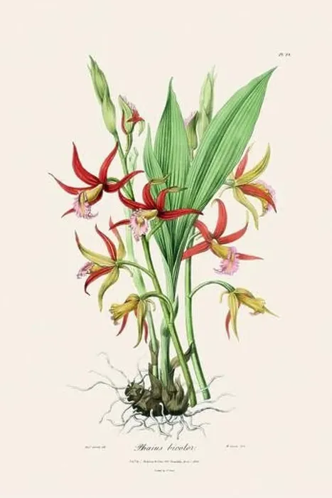 Framed Print : Antique botanical illustration of a blooming orchid plant from a 19th-century book. Circa 1830 Framed Print : Antique botanical illustration of a blooming orchid plant from a 19th-century book. Circa 1830