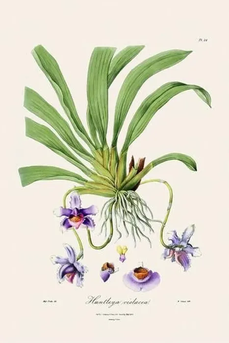 Framed Print : Antique botanical illustration of a blooming orchid plant from a 19th-century book. Circa 1830 Framed Print : Antique botanical illustration of a blooming orchid plant from a 19th-century book. Circa 1830