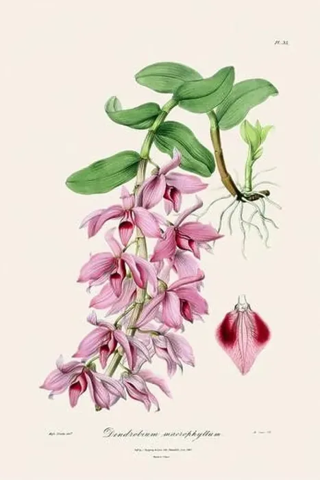 Framed Print : Antique botanical illustration of a blooming orchid plant from a 19th-century book. Circa 1830 Framed Print : Antique botanical illustration of a blooming orchid plant from a 19th-century book. Circa 1830