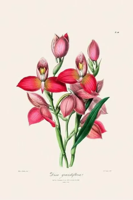 Framed Print : Antique botanical illustration of a blooming orchid plant from a 19th-century book. Circa 1830 Framed Print : Antique botanical illustration of a blooming orchid plant from a 19th-century book. Circa 1830