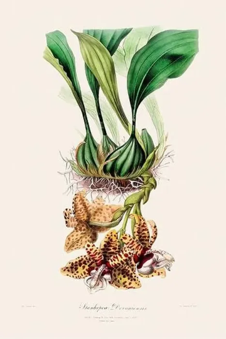 Framed Print : Antique botanical illustration of a blooming orchid plant from a 19th-century book. Circa 1830 Framed Print : Antique botanical illustration of a blooming orchid plant from a 19th-century book. Circa 1830