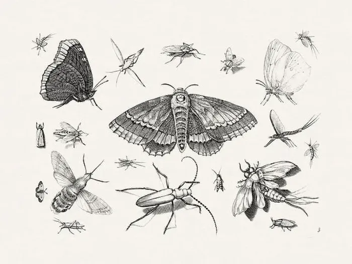 Framed Print : Antique Bugs Illustration: 17th-Century Insects by Jacob Hoefnagel - Butterflies Framed Print : Antique Bugs Illustration: 17th-Century Insects by Jacob Hoefnagel - Butterflies