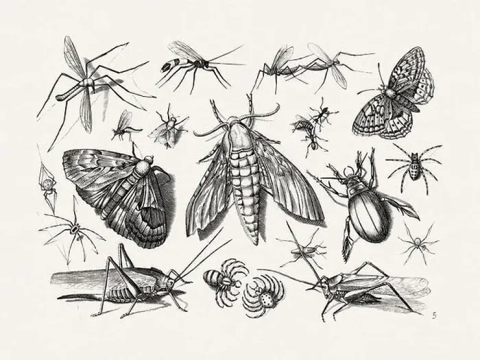Framed Print : Antique Bugs Illustration: 17th-Century Insects by Jacob Hoefnagel - Butterflies Framed Print : Antique Bugs Illustration: 17th-Century Insects by Jacob Hoefnagel - Butterflies