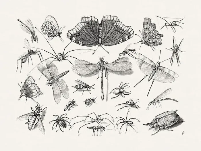 Framed Print : Antique Bugs Illustration: 17th-Century Insects by Jacob Hoefnagel - Butterflies Framed Print : Antique Bugs Illustration: 17th-Century Insects by Jacob Hoefnagel - Butterflies